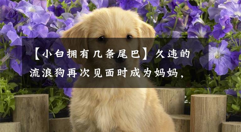 【小白拥有几条尾巴】久违的流浪狗再次见面时成为妈妈，把小狗带到善良的人身边文章配图
