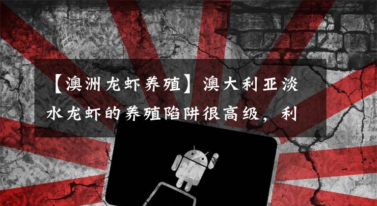 【澳洲龙虾养殖】澳大利亚淡水龙虾的养殖陷阱很高级，利润也有一定的风险文章配图