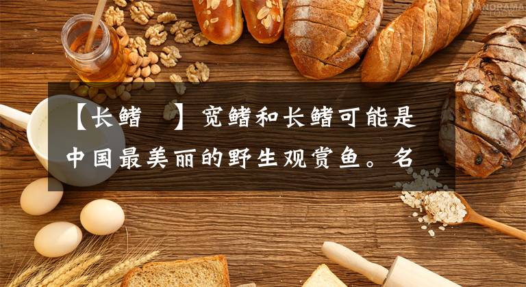 【长鳍鱲】宽鳍和长鳍可能是中国最美丽的野生观赏鱼。名字真的很难读文章配图