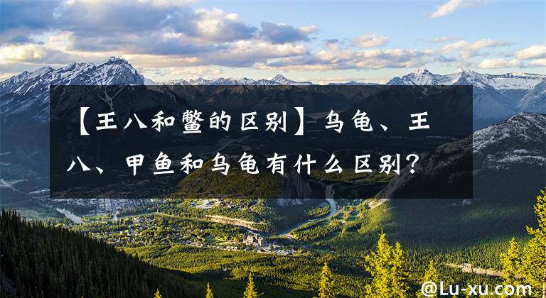 【王八和鳖的区别】乌龟、王八、甲鱼和乌龟有什么区别？长见识都见识过了文章配图