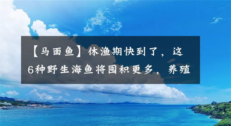 【马面鱼】休渔期快到了，这6种野生海鱼将囤积更多，养殖更少，错过4个月文章配图
