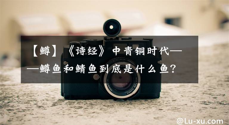 【鳟】《诗经》中青铜时代——鳟鱼和鲭鱼到底是什么鱼？文章配图