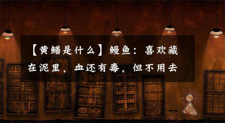 【黄鳝是什么】鳗鱼：喜欢藏在泥里，血还有毒，但不用去内脏就可以自己做饭。文章配图