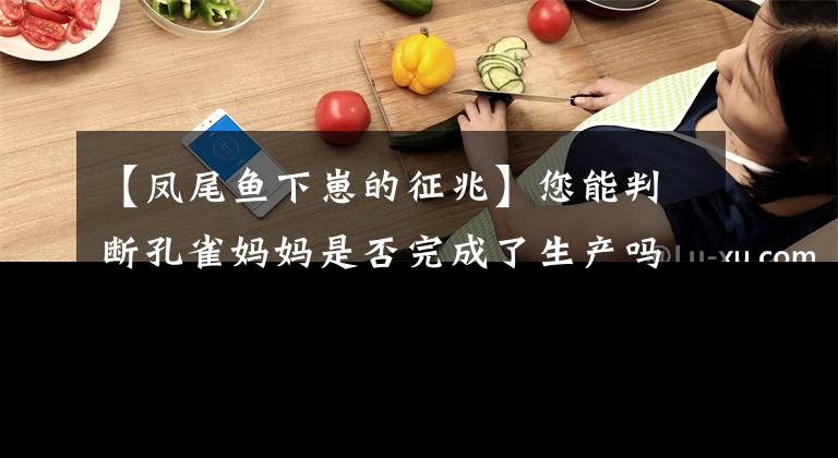 【凤尾鱼下崽的征兆】您能判断孔雀妈妈是否完成了生产吗？剩下的月份我将和你分享判断要点文章配图