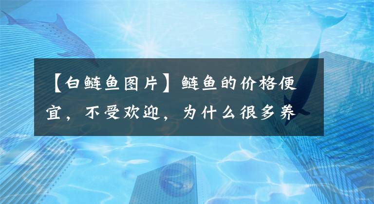 【白鲢鱼图片】鲢鱼的价格便宜，不受欢迎，为什么很多养殖户去养殖？答案来了文章配图