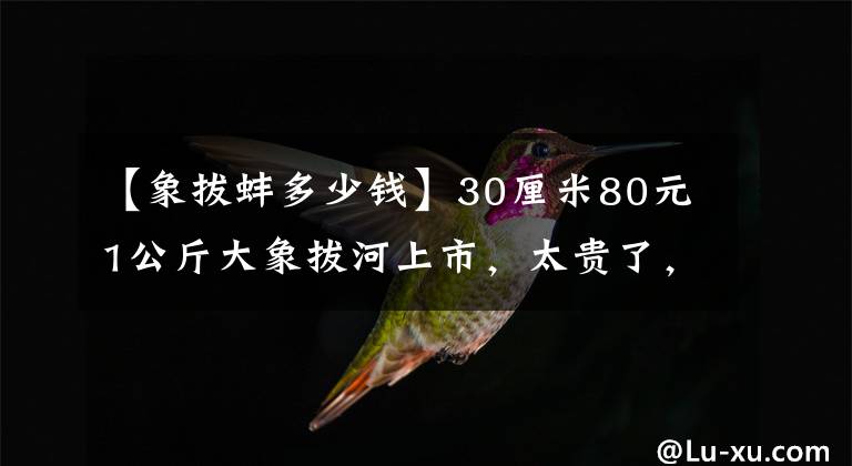 【象拔蚌多少钱】30厘米80元1公斤大象拔河上市，太贵了，需求量小，所以和鲍鱼一起被挤了下来。