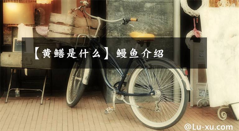 【黄鳝是什么】鳗鱼介绍文章配图