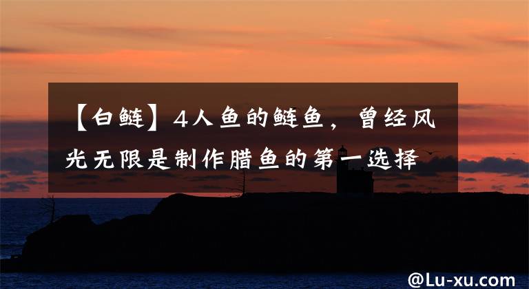 【白鲢】4人鱼的鲢鱼，曾经风光无限是制作腊鱼的第一选择，现在沦为了“廉价鱼”文章配图