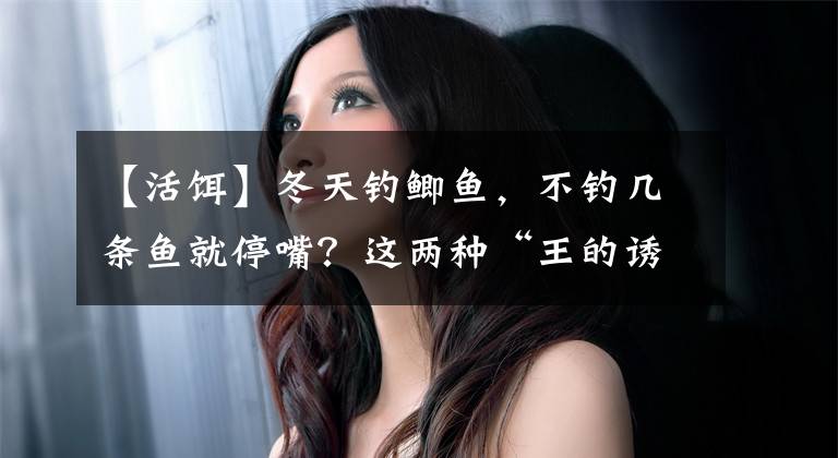 【活饵】冬天钓鲫鱼，不钓几条鱼就停嘴？这两种“王的诱饵”最适合收集鱼文章配图