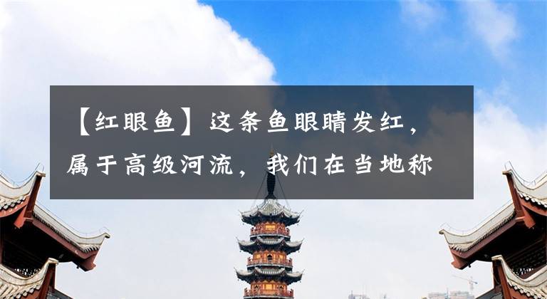 【红眼鱼】这条鱼眼睛发红，属于高级河流，我们在当地称之为“假草鱼”文章配图