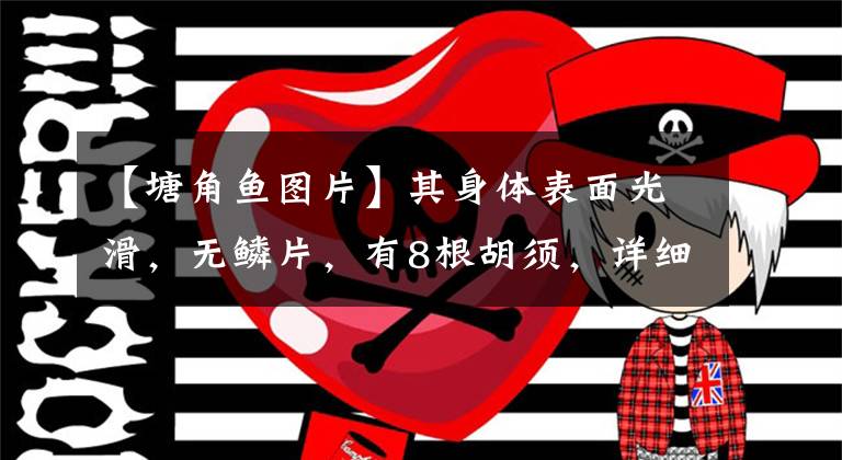 【塘角鱼图片】其身体表面光滑，无鳞片，有8根胡须，详细说明野生钓鱼热带鱼类——汤角鱼文章配图