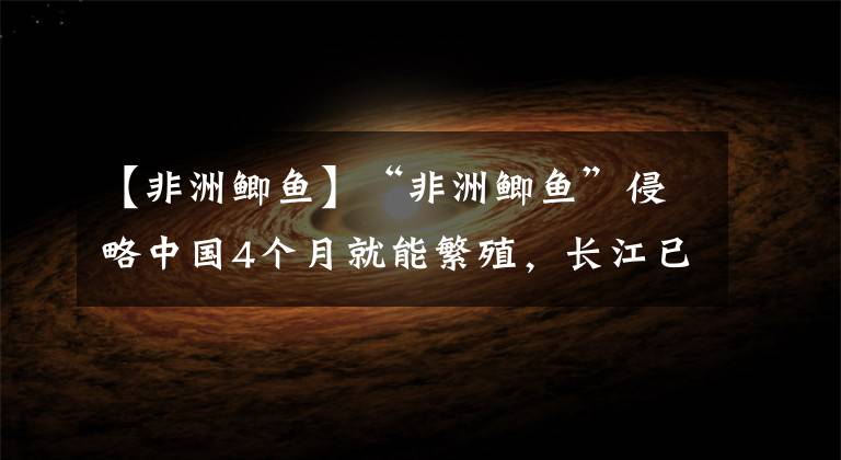 【非洲鲫鱼】“非洲鲫鱼”侵略中国4个月就能繁殖，长江已经“不守”了？文章配图