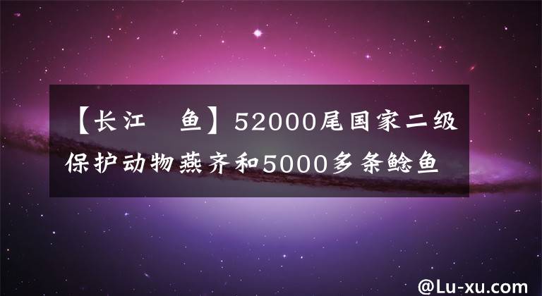 【长江鮰鱼】52000尾国家二级保护动物燕齐和5000多条鲶鱼今天游到长江。