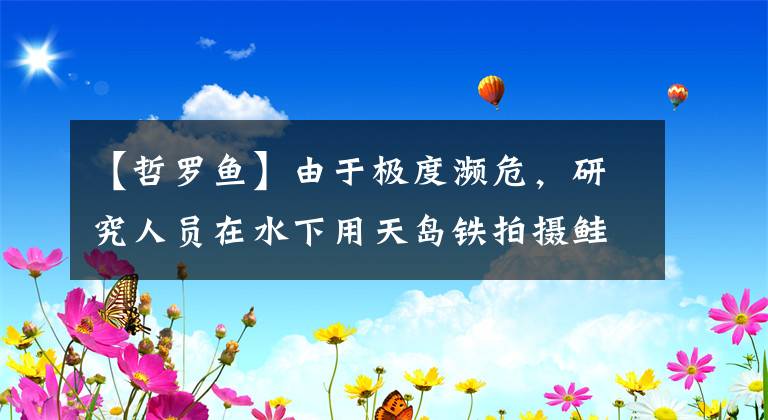 【哲罗鱼】由于极度濒危，研究人员在水下用天岛铁拍摄鲑鱼，与“喀纳斯水怪”属于同一类。文章配图
