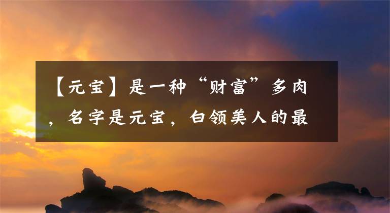 【元宝】是一种“财富”多肉，名字是元宝，白领美人的最爱，真可爱文章配图