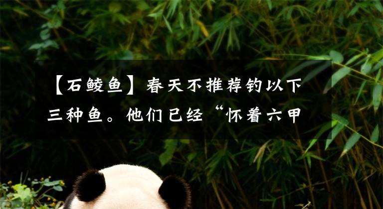 【石鲮鱼】春天不推荐钓以下三种鱼。他们已经“怀着六甲”。抓住了，请放手文章配图