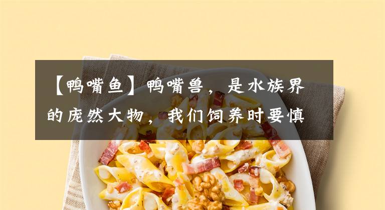 【鸭嘴鱼】鸭嘴兽，是水族界的庞然大物，我们饲养时要慎重文章配图