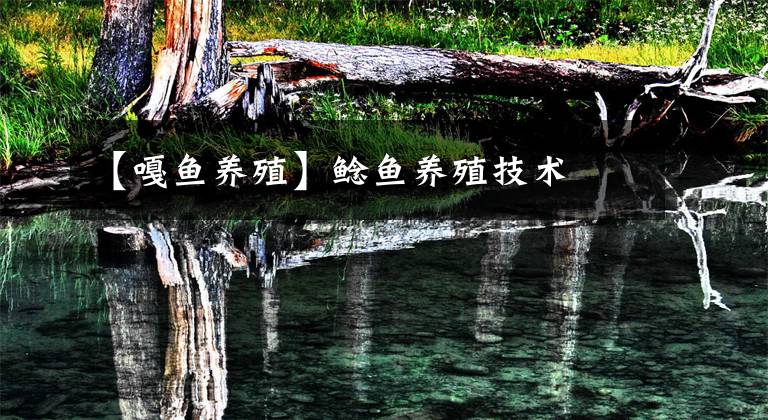 【嘎鱼养殖】鲶鱼养殖技术文章配图
