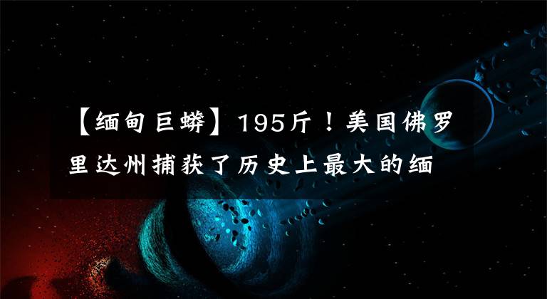 【缅甸巨蟒】195斤！美国佛罗里达州捕获了历史上最大的缅甸语蟒蛇，但这不是好事文章配图