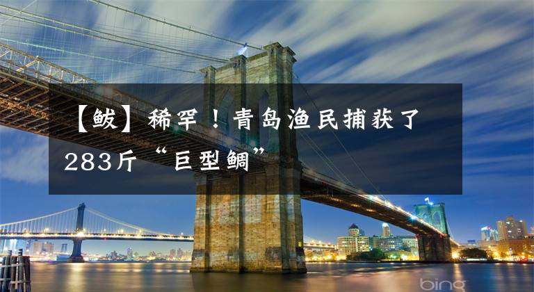 【鲅】稀罕！青岛渔民捕获了283斤“巨型鲷”文章配图