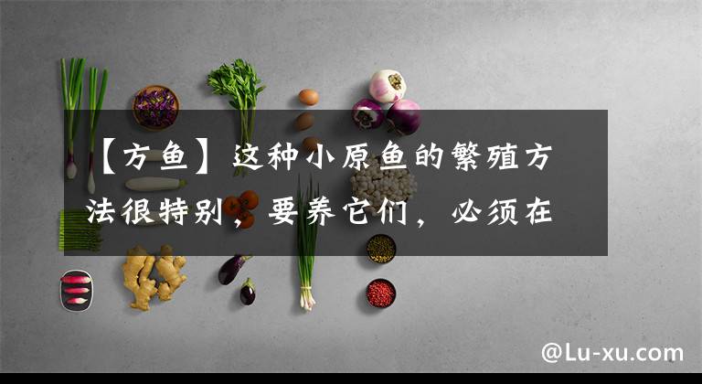 【方鱼】这种小原鱼的繁殖方法很特别，要养它们，必须在鱼缸里养河流！文章配图