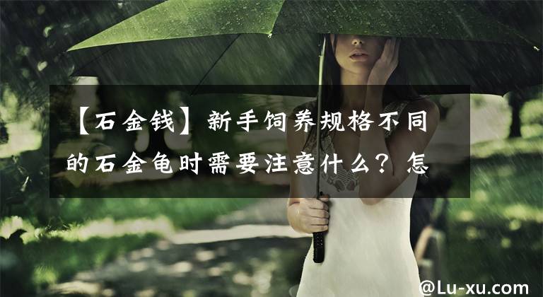 【石金钱】新手饲养规格不同的石金龟时需要注意什么？怎么饲养？文章配图