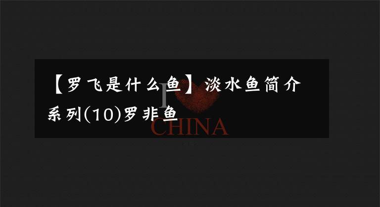 【罗飞是什么鱼】淡水鱼简介系列(10)罗非鱼文章配图