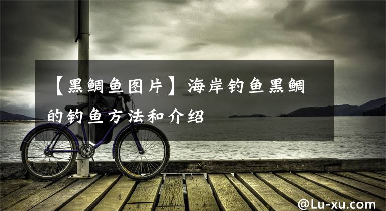 【黑鲷鱼图片】海岸钓鱼黑鲷的钓鱼方法和介绍文章配图