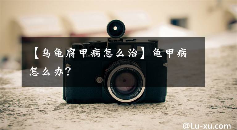【乌龟腐甲病怎么治】龟甲病怎么办？文章配图