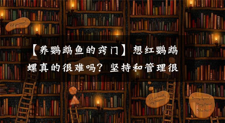 【养鹦鹉鱼的窍门】想红鹦鹉螺真的很难吗？坚持和管理很贵！文章配图