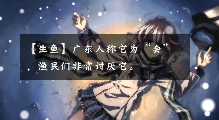 【生鱼】广东人称它为“会”，渔民们非常讨厌它。文章配图