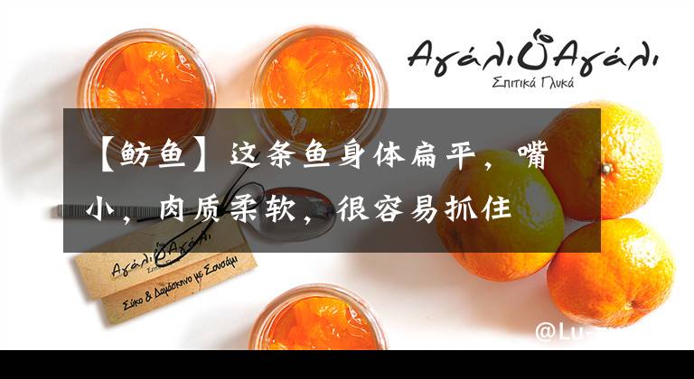 【鲂鱼】这条鱼身体扁平，嘴小，肉质柔软，很容易抓住文章配图