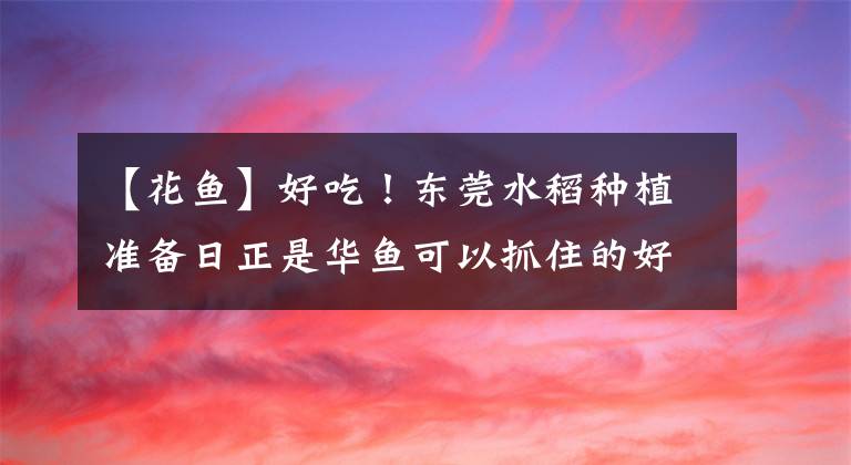 【花鱼】好吃！东莞水稻种植准备日正是华鱼可以抓住的好时机。