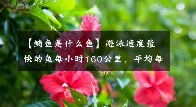 【鲔鱼是什么鱼】游泳速度最快的鱼每小时160公里，平均每小时约60 ~ 80公里