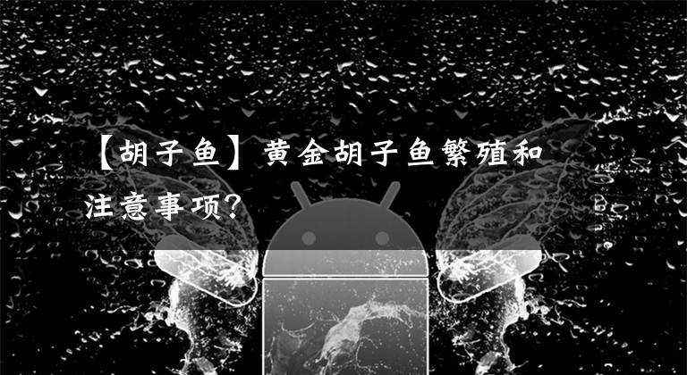 【胡子鱼】黄金胡子鱼繁殖和注意事项？文章配图