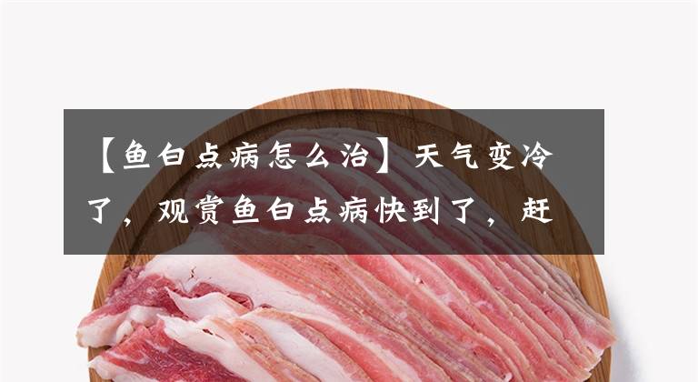 【鱼白点病怎么治】天气变冷了，观赏鱼白点病快到了，赶紧学学怎么治疗，不要让团灭了。文章配图