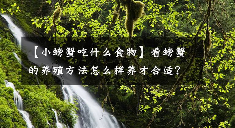 【小螃蟹吃什么食物】看螃蟹的养殖方法怎么样养才合适？文章配图