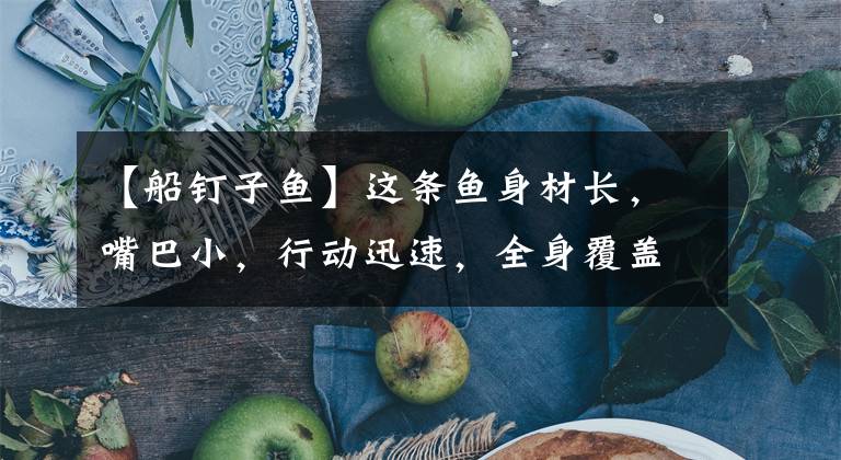 【船钉子鱼】这条鱼身材长，嘴巴小，行动迅速，全身覆盖着棍子，俗称“梨精”。文章配图