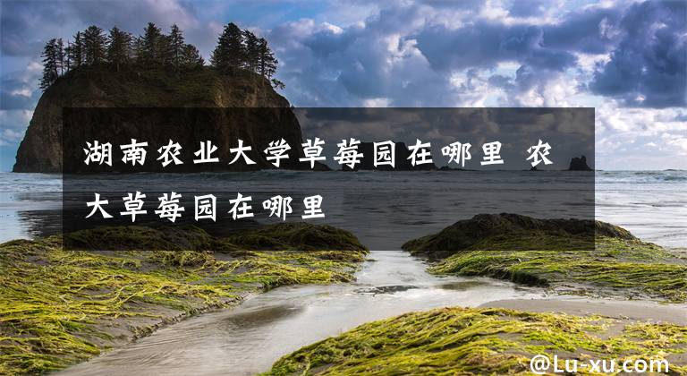 湖南农业大学草莓园在哪里 农大草莓园在哪里文章配图