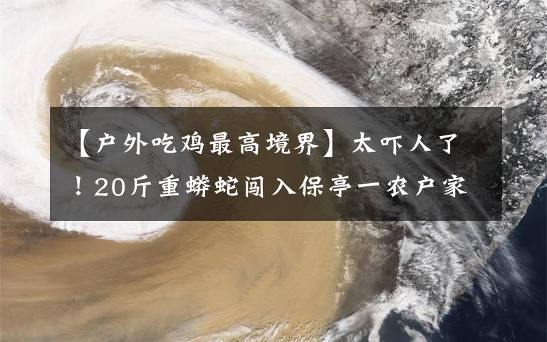 【户外吃鸡最高境界】太吓人了！20斤重蟒蛇闯入保亭一农户家“吃鸡”