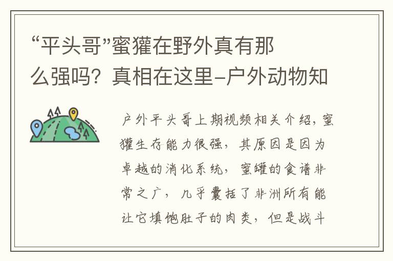 “平头哥"蜜獾在野外真有那么强吗？真相在这里-户外动物知识