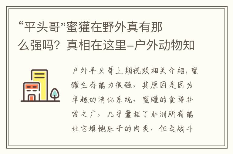 “平头哥"蜜獾在野外真有那么强吗？真相在这里-户外动物知识