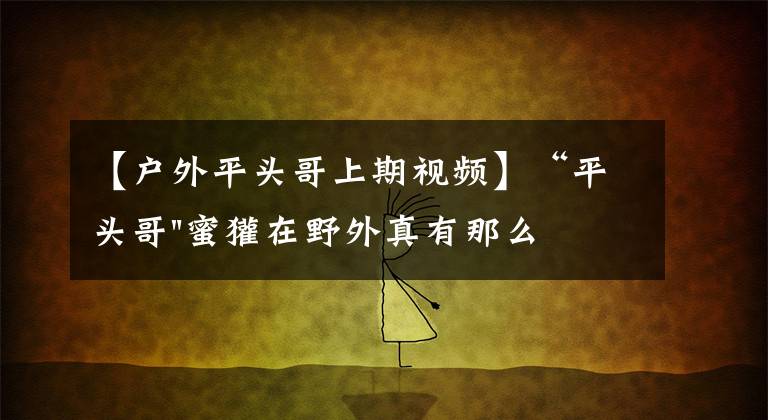 【户外平头哥上期视频】“平头哥"蜜獾在野外真有那么强吗？真相在这里-户外动物知识