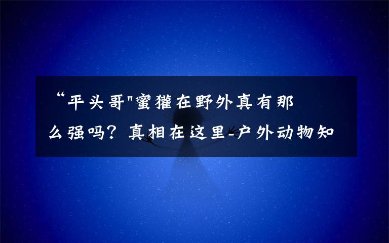 “平头哥"蜜獾在野外真有那么强吗？真相在这里-户外动物知识