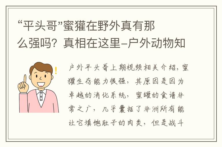 “平头哥"蜜獾在野外真有那么强吗？真相在这里-户外动物知识