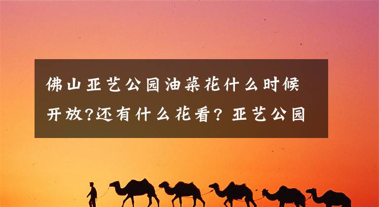佛山亚艺公园油菜花什么时候开放?还有什么花看? 亚艺公园门票价格
