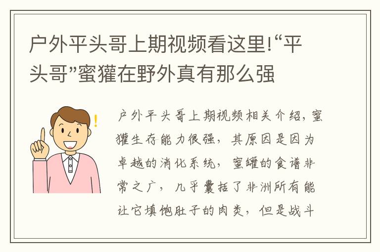 户外平头哥上期视频看这里!“平头哥"蜜獾在野外真有那么强吗？真相在这里-户外动物知识