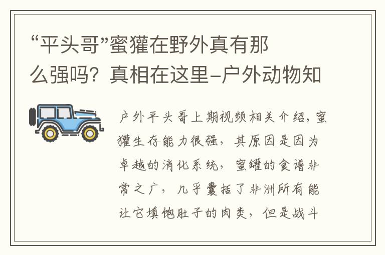 “平头哥"蜜獾在野外真有那么强吗？真相在这里-户外动物知识