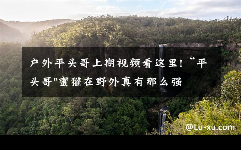 户外平头哥上期视频看这里!“平头哥"蜜獾在野外真有那么强吗？真相在这里-户外动物知识