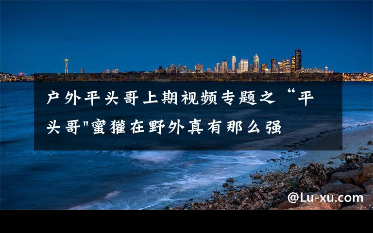 户外平头哥上期视频专题之“平头哥"蜜獾在野外真有那么强吗？真相在这里-户外动物知识